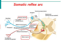 somatic reflexes consist of